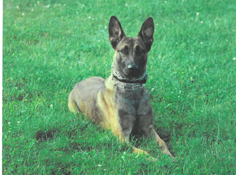 Dover officials are considering a monument to honor K-9 Rex, a police dog that died in February.