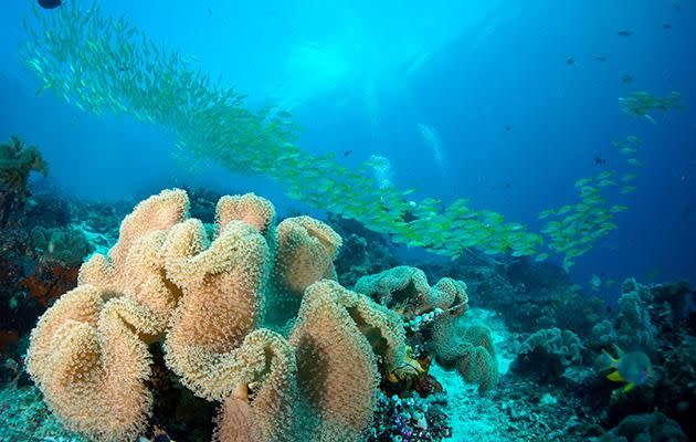 A snapper trail is seen swimming above the leather coral at Mioskon. Source: Pete McGee/Diveplanit