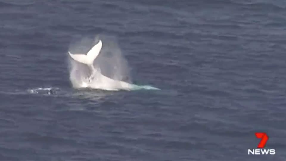 The rare whale made a surprise appearance much to the delight of onlookers. Source: 7 News