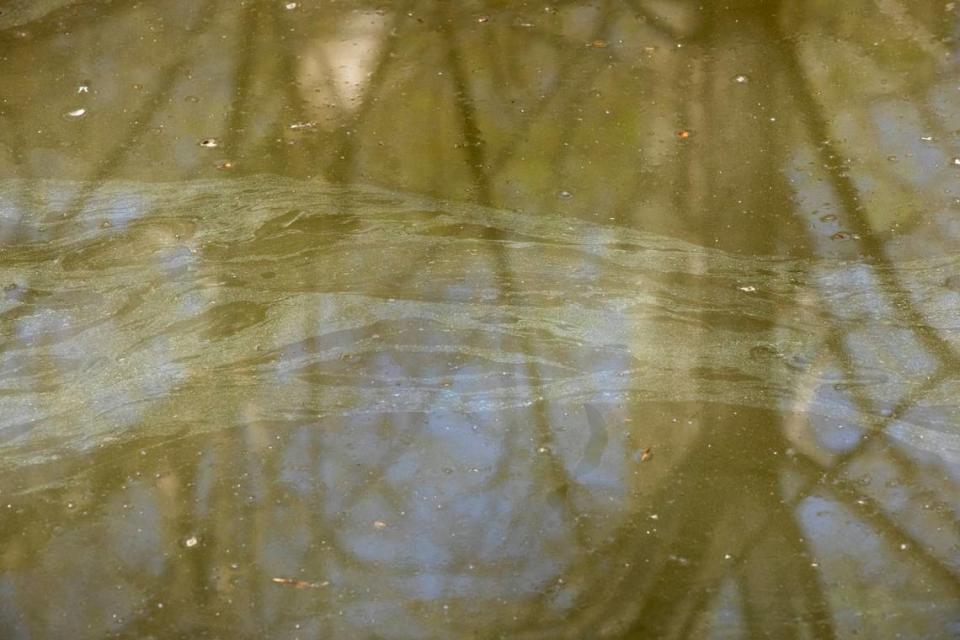 Pollen collects on the surface of creek.