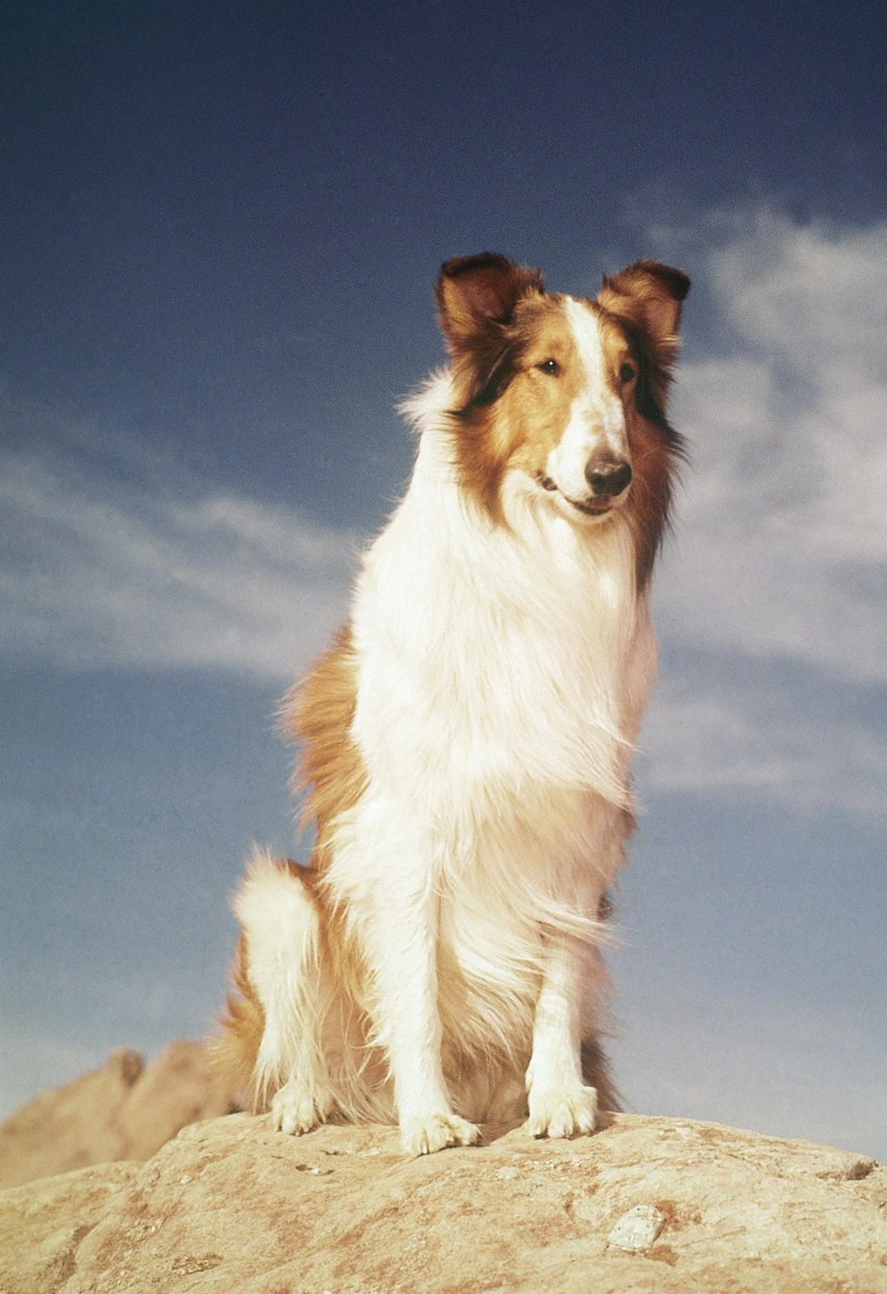 Jon Provost, who played Timmy on "Lassie," will be at this year's Akron Comicon.