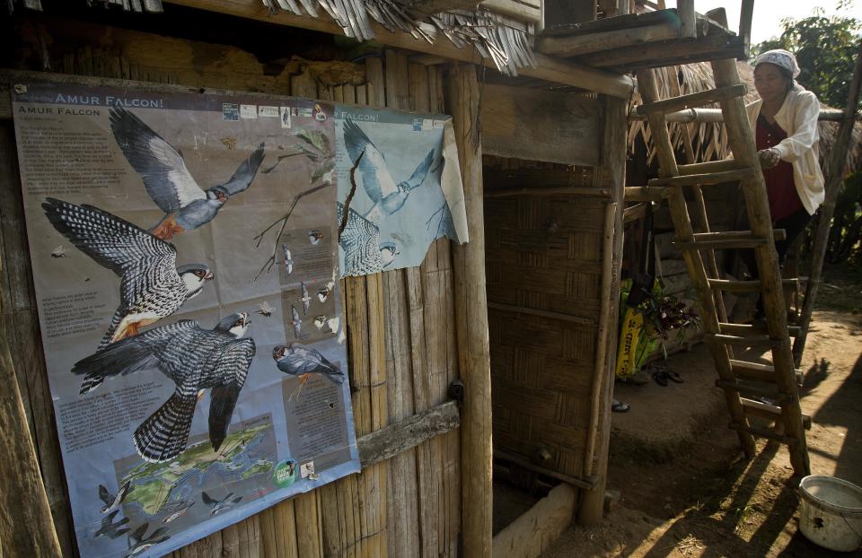 In this Saturday, Nov. 10, 2018 photo, a Lotha Naga woman climbs a ladder beside a poster creating awareness about the Amur Falcons (Falco amurensis) at Pangti village in Wokha district, in the northeastern Indian state of Nagaland. The people in the area transformed from being hunters—killing up to 15,000 migratory Amur Falcons a day in 2012—to conservators - a feat that locals regard as one of the biggest conservation success stories in South Asia. (AP Photo/Anupam Nath)