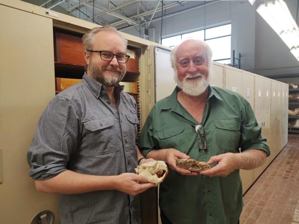 Matthew Brown, left, and Steve May hold beaver skulls. "New discoveries in the field capture lots of attention, but equally as valuable are the discoveries made in existing museum collections," Brown said.