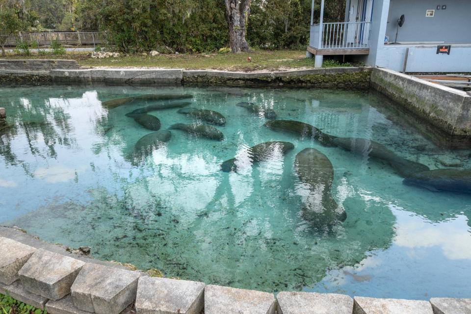 Warm water springs where manatees gather for warmth. The Crystal Blue Lagoon Bed and Breakfast in Crystal River, Florida, is for sale at $3.3 million.