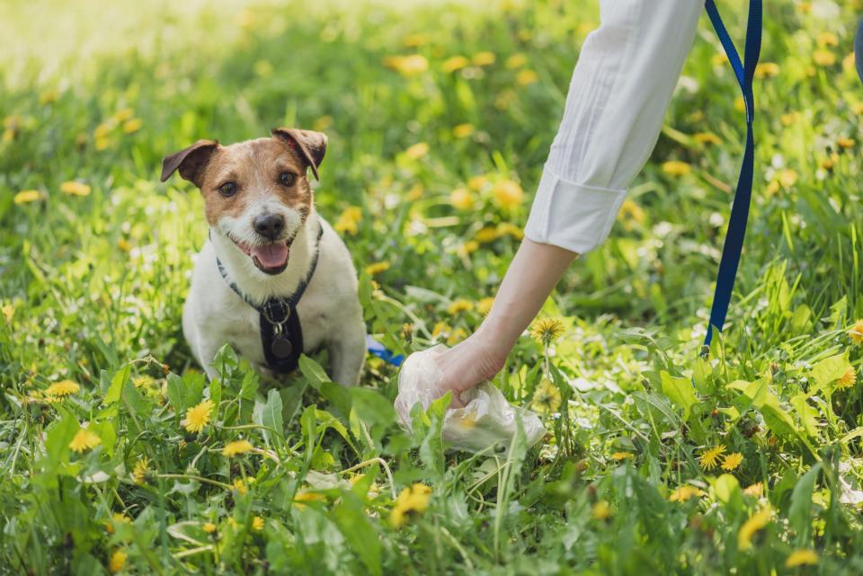 You could score free lodging by agreeing to pet-sit for other members of TrustedHouseSitters.com.