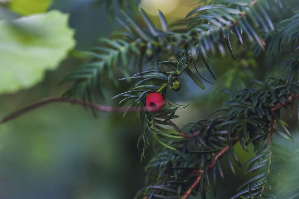 <p>'All parts of this plant, (including the leaves and berries) are highly poisonous as they contain taxines,' say money.co.uk.</p><p>'When ingested they can cause vomiting, weakness, breathing difficulties and in critical cases, life threatening change in heart rate and blood pressure.'</p><p> <strong>Follow House Beautiful on <a href="https://www.instagram.com/housebeautifuluk/" rel="nofollow noopener" target="_blank" data-ylk="slk:Instagram;elm:context_link;itc:0;sec:content-canvas" class="link ">Instagram</a>.</strong></p>