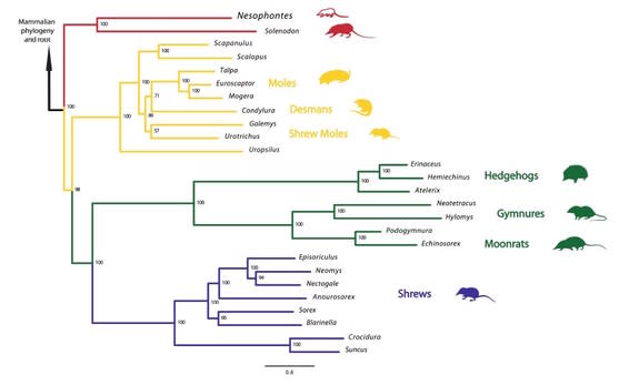 A family tree showing how <i>Nesophontes</i> is related to other mammals.