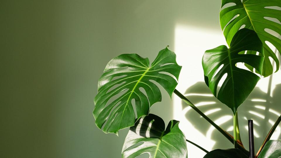 <p> One of the most popular indoor plants thanks to its gorgeous glossy heart-shaped leaves, the Monstera thrives in bright sunny spots, but away from direct sunlight. You only need to water your plant about once every 11 days, sometimes less as it prefers fairly dry, well-drained soil. The Swiss Cheese aids sufferers of respiratory problems that are aggravated by dry air as the clever plant adds humidity to any environment. </p>