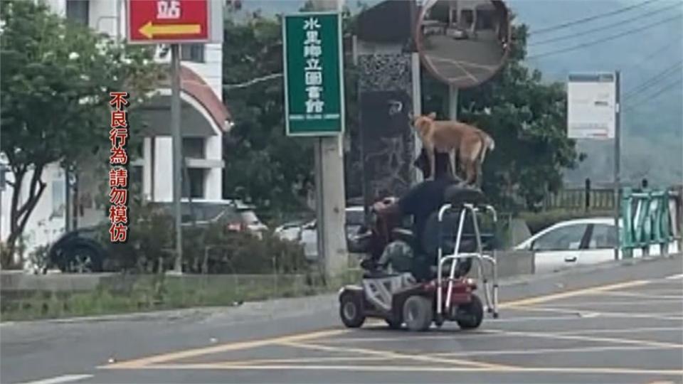 遛狗亂象多！主人沒牽繩追狗跑　害車急停釀交通混亂