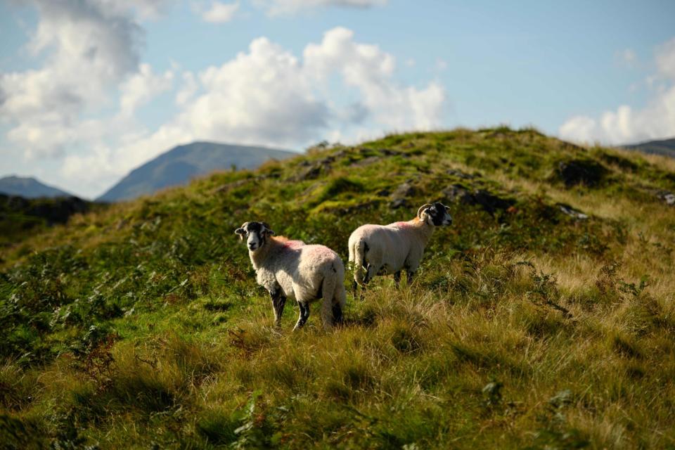 erdwick sheep graze on the fells above Ullswater lake in the sunshine near Glenridding in the Lake District (AFP via Getty Images)