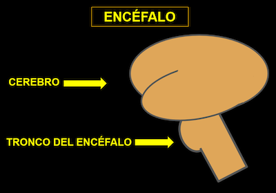 Estructuras encefálicas: cerebro y tronco del encéfalo. José María Rodríguez Roldán, Author provided