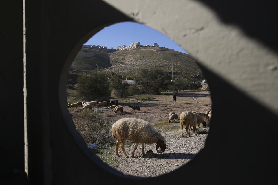 Grazing sheep