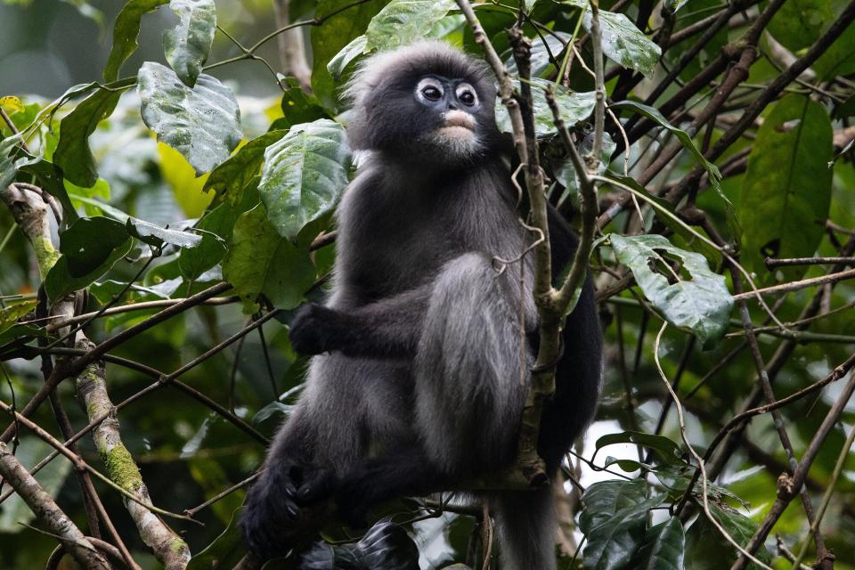 Dusky langur perched in a tree in Kaeng Krachan National Park.