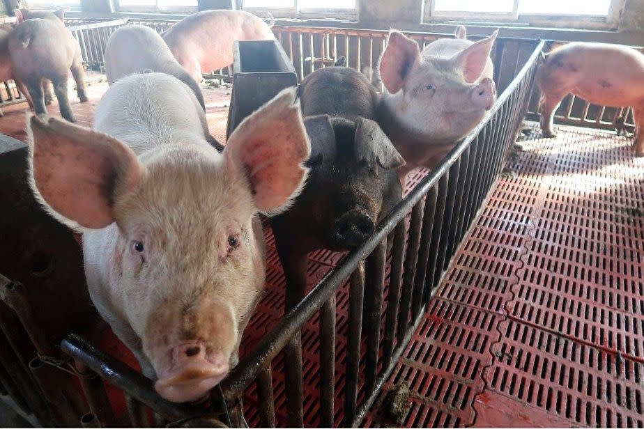 Kota Kinabalu MP Chan Foong Hin and Rasah MP Cha Kee Chin urged the Ministry of Agriculture and Food Industries to immediately consider subsidies or waivers for the affected pig farmers.  — Reuters pic