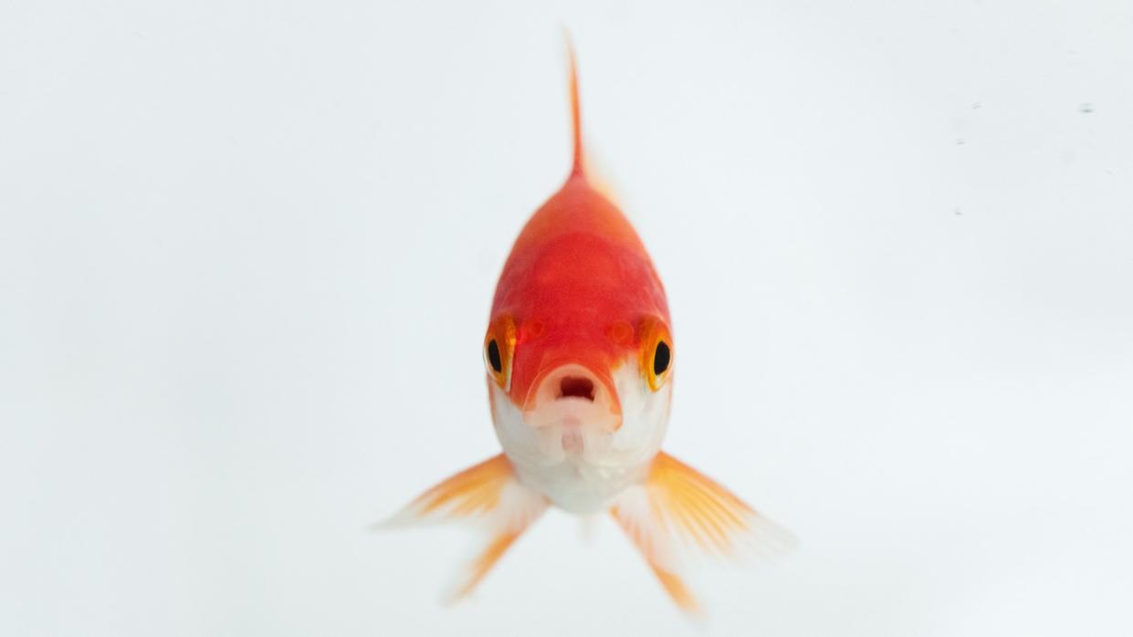  A goldfish in water. 