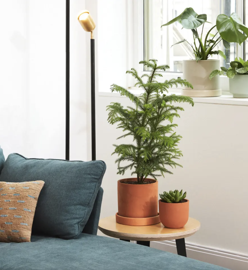 how to care for a norfolk island pine
