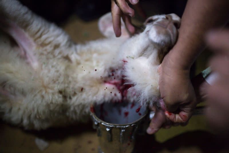 FILE PHOTO: Orthodox Jewish men slaughter a sheep as they collect its blood in a container during a reenactment ceremony of the Passover sacrifice in Jerusalem