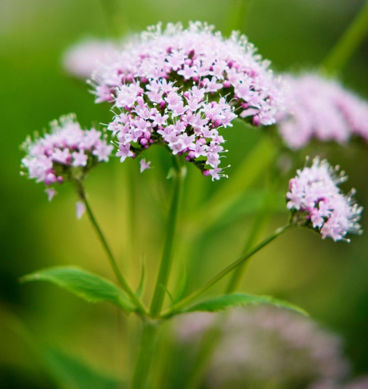 Valeriana officinalis