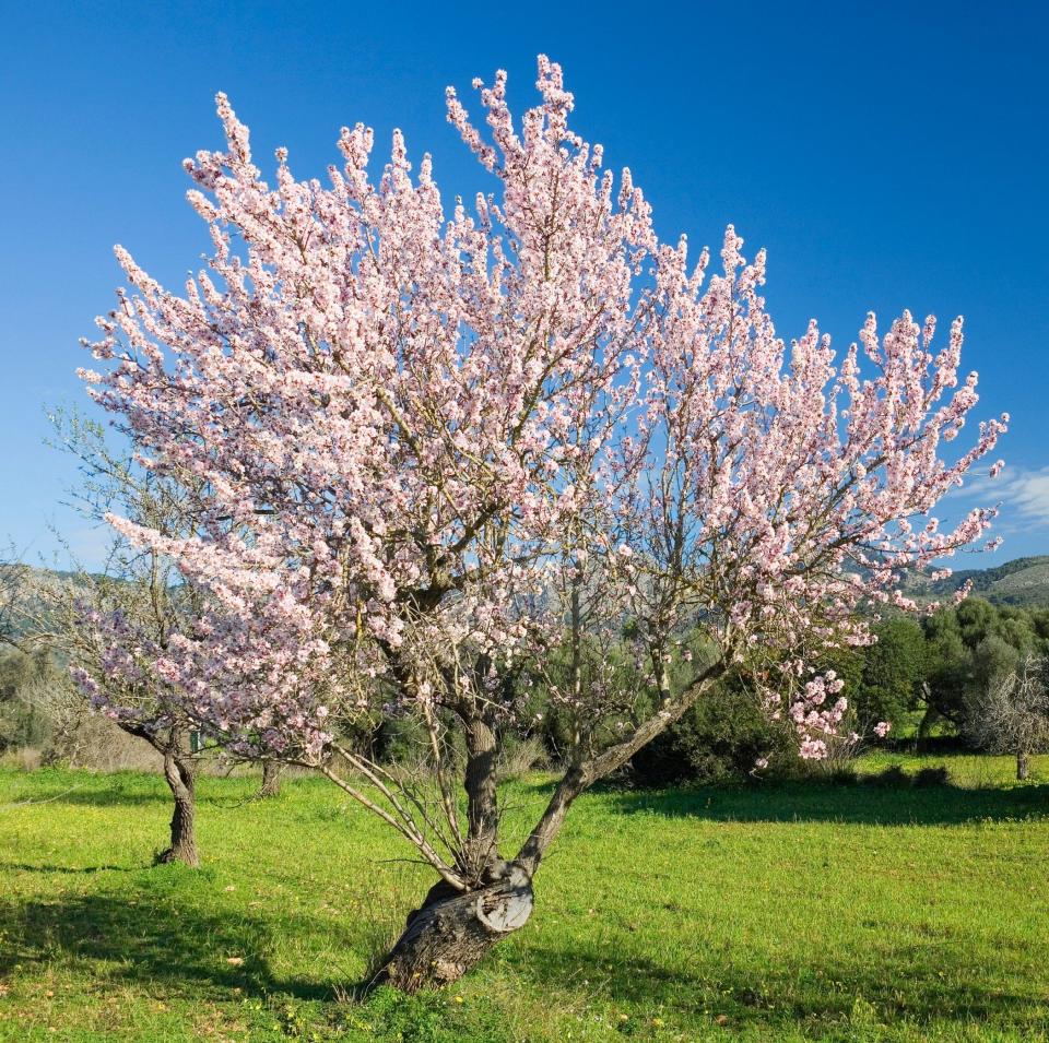 An almond tree in bloom