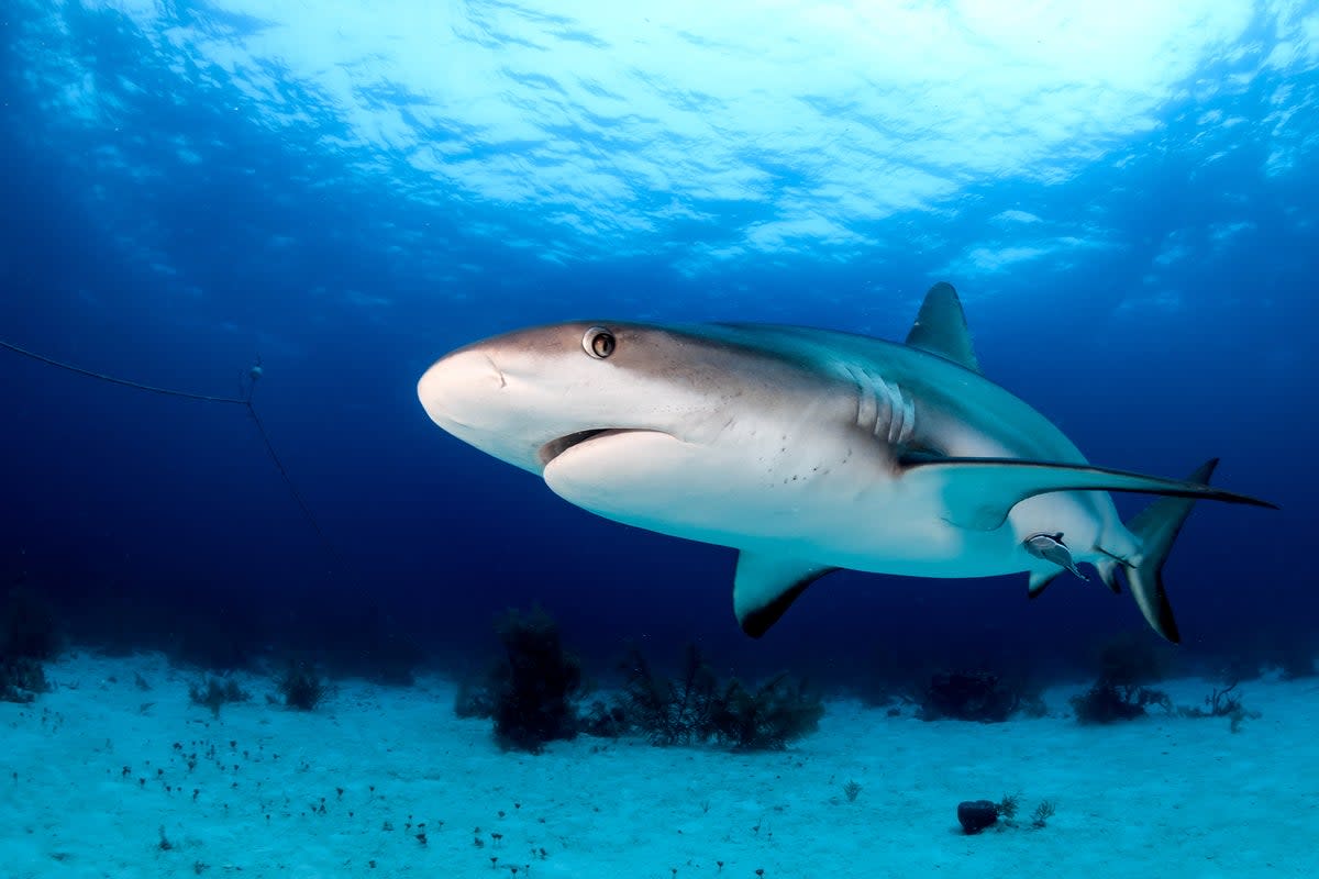 A reef shark (Getty Images/iStockphoto)