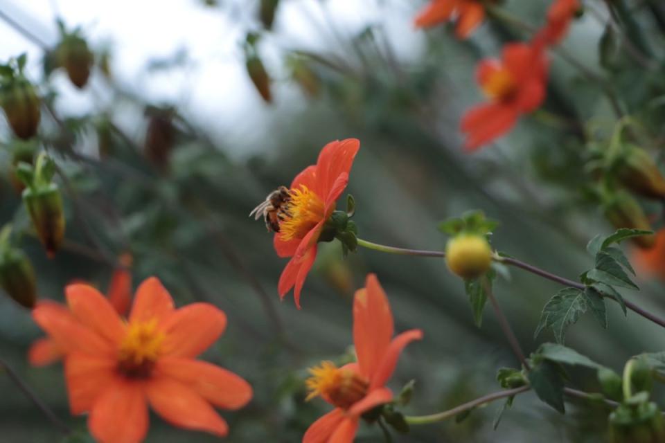 Los jardines polinizadores con plantas nativas de la CDMX tienen grandes beneficios para la mancha urbana. (Foto: Lizeth Ovando | Animal Político, Animal MX | @nosoychambelans)