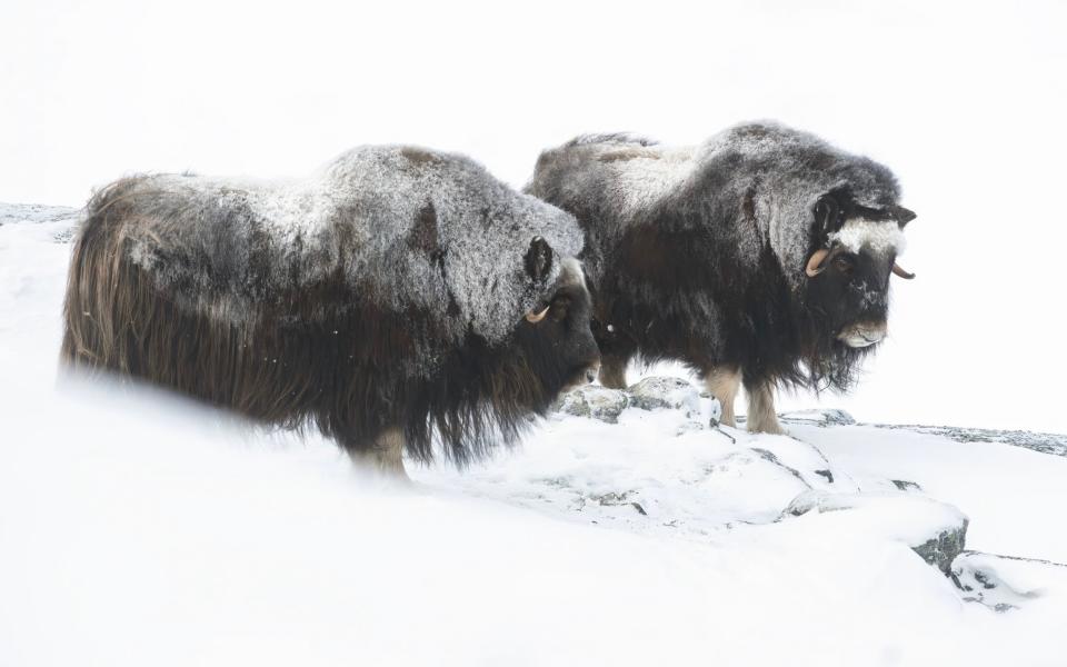 See shaggy-haired musk oxen in Norway