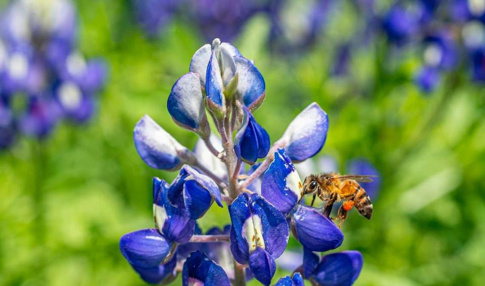 Bluebonnets are in bloom as a bee happily hopped from bloom to bloom gathering pollen. The lady Bird Johnson Wildflower Center in Austin predicted earlier in the year that conditions were in place for a superbloom this year.