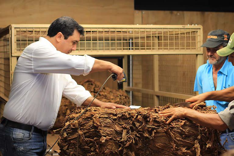 Proceso productivo del tabaco