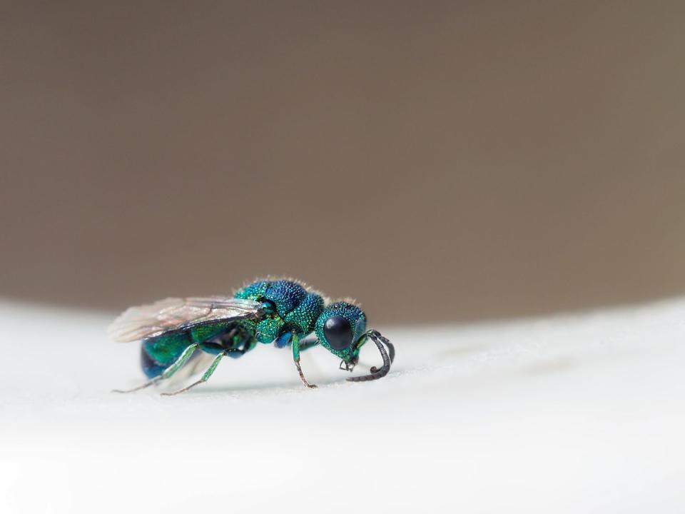 4) Cuckoo Wasp