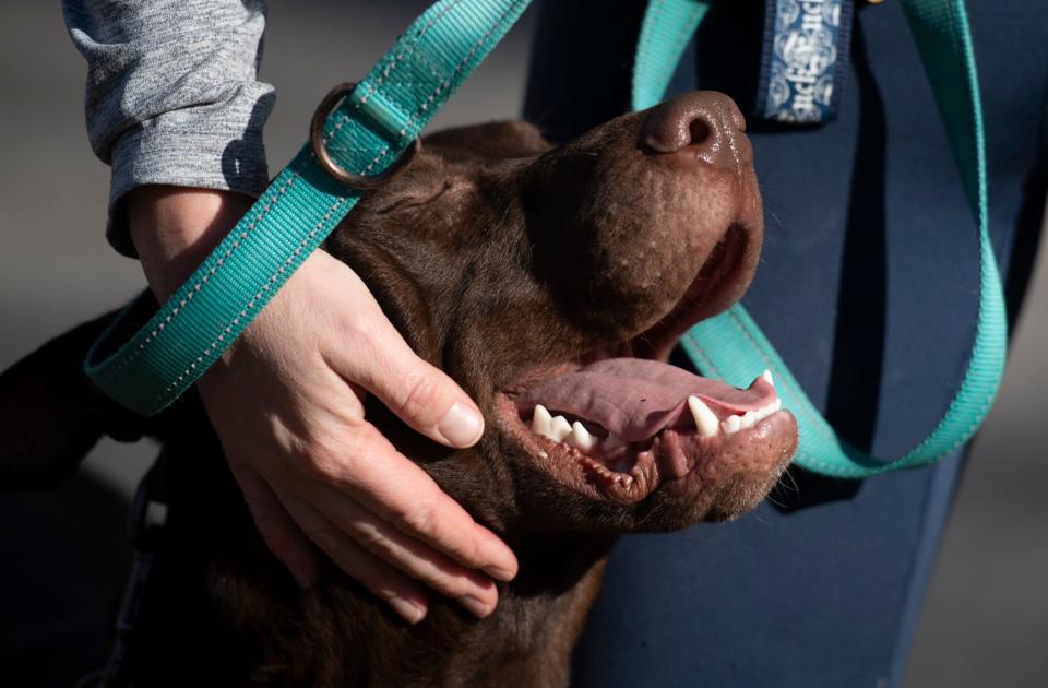 Lindsay Benedyk of Evansville pets Oscar, a Labrador retriever mix, at Wesselman Woods in Evansville, Ind., Tuesday afternoon, Feb. 1, 2022. Oscar is up for adoption at It Takes A Village, which often cares for about 150 to 200 dogs at a time.