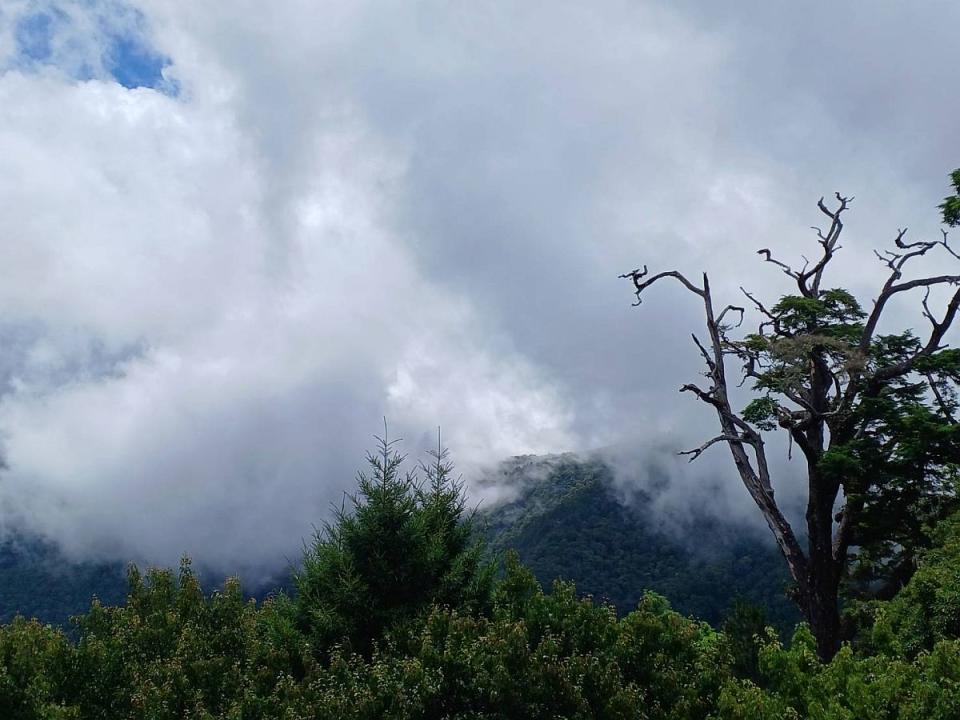 大雪山、八仙山及武陵國家森林遊樂區，從10月4日下午1點起預警性休園。（圖：臺中分署提供）