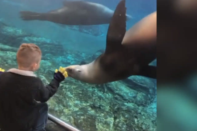 This boy won't forget his trip to the aquarium