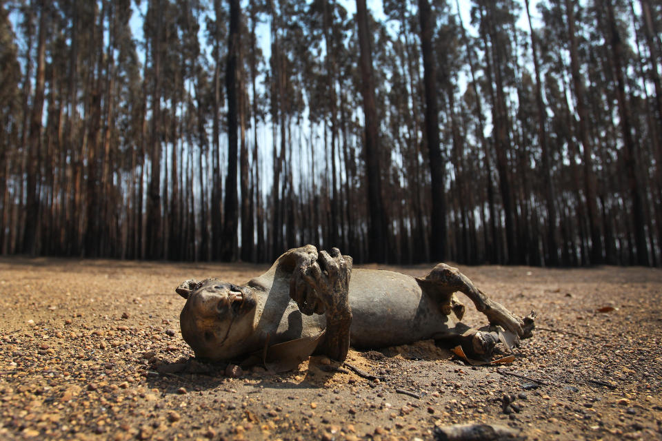 A dead koala is seen among Blue Gum trees in the bushfire-ravaged outskirts of the Parndana region on Jan. 8 on Kangaroo Island, Australia. (Photo: Lisa Maree Williams via Getty Images)