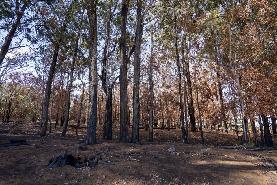 Burned trees stand in Kula on Wednesday, Sept. 27, 2023, in Kula, Hawaii. Hours before fires largely destroyed the historic Hawaiian town of Lahaina, residents in Kula were trying to stop flames reaching their homes despite a frustrating loss of pressure in their water system. (AP Photo/Mengshin Lin)