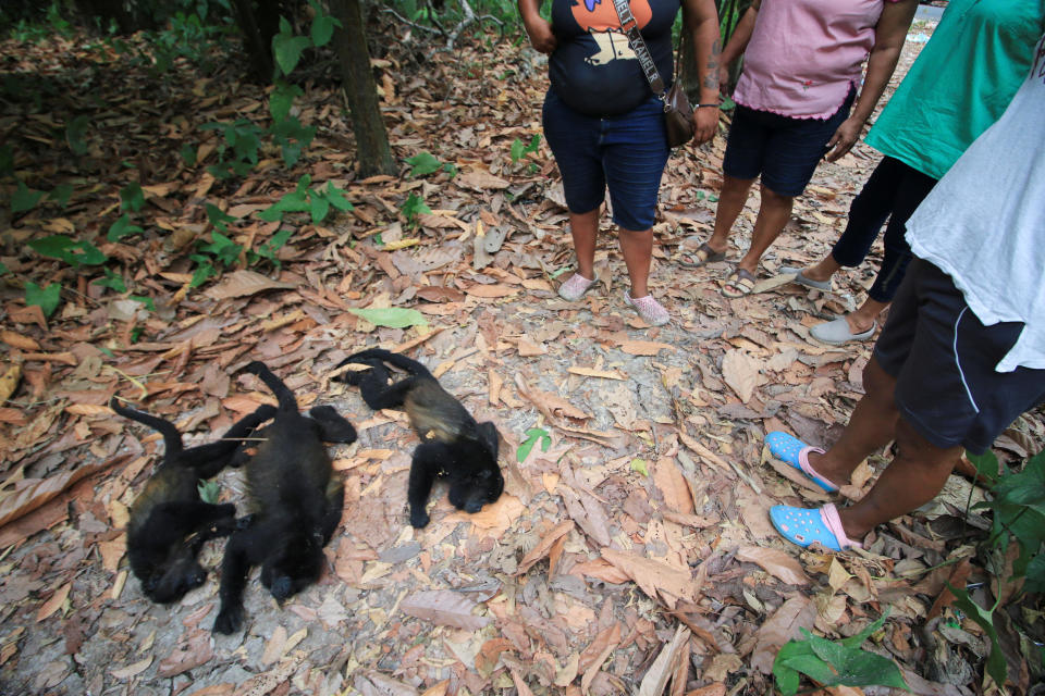 Volunteers observe Saraguato monkeys (Alouatta palliata) that died amid drought and high temperatures in Buena Vista, Comalcalco, Mexico, May 18, 2024. / Credit: Luis Manuel Lopez / REUTERS