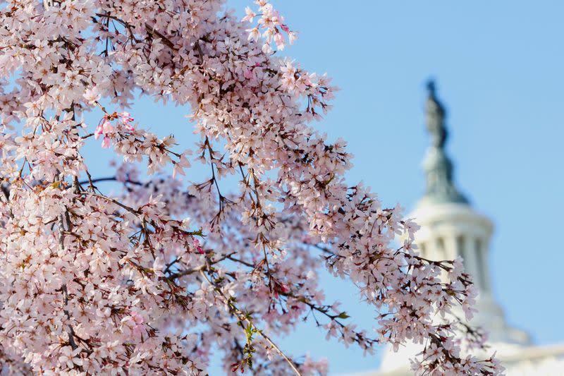 FILE PHOTO: Washington D.C. cherry blossoms