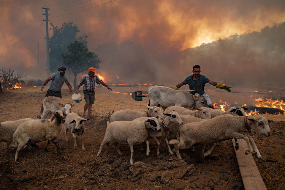 Men gather sheeps to take them away from an advancing fire in Mugla, Marmaris district, Turkey on Aug. 2.<span class="copyright">Yasin Akgul—AFP/Getty Images</span>