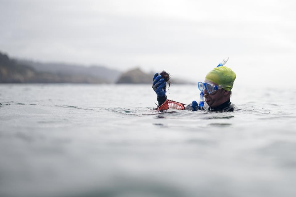 Keevan Harding places urchins in a net bag during an event to remove them with the hope of restoring kelp forests, Saturday, Sept. 30, 2023, near Caspar, Calif. (AP Photo/Gregory Bull)