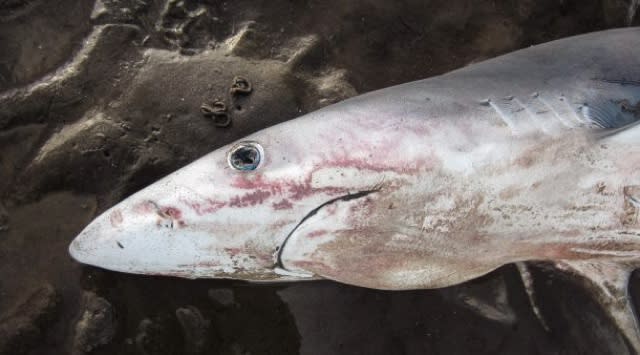 Blue shark washes up on Scotland beach