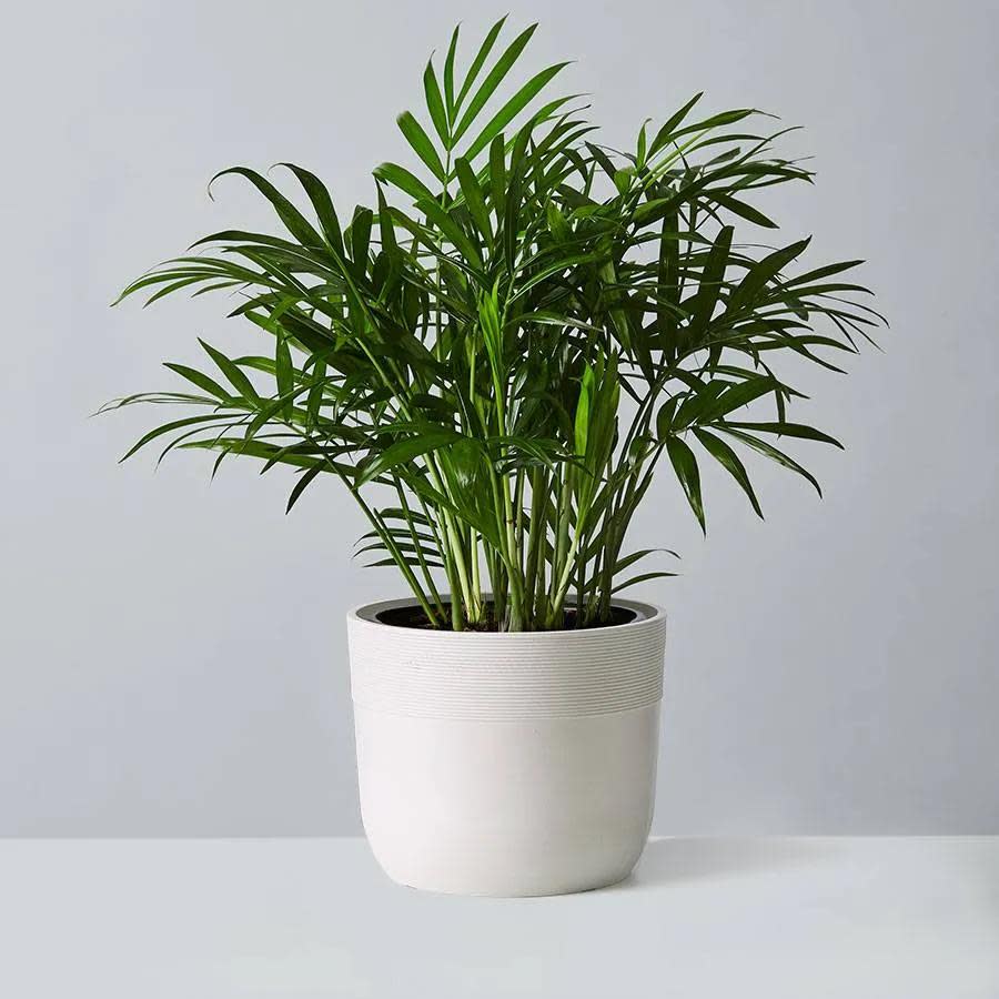 <p><a href="https://go.redirectingat.com?id=74968X1596630&url=https%3A%2F%2Fwww.plants.com%2Fp%2Fparlor-palm-plant-157645&sref=https%3A%2F%2Fwww.prevention.com%2Flife%2Fg39081215%2Flow-light-indoor-plants%2F" rel="nofollow noopener" target="_blank" data-ylk="slk:Shop Now;elm:context_link;itc:0;sec:content-canvas" class="link rapid-noclick-resp">Shop Now</a></p><p>Parlor Palm Plant (Neanthe Bella Palm)</p><p>plants.com</p><p>$44.99</p><span class="copyright">Plants.com</span>