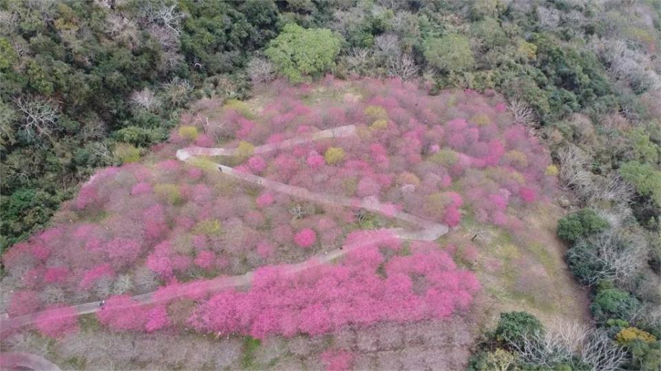 上帝視角俯瞰「Z型櫻花步道」　南投粉紅、桃紅櫻花交織漸層美景