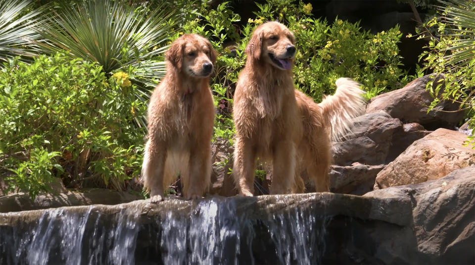 Woody and Lola, Jeff Franklin's dogs, are in the spotlight! (Jeff Franklin / YouTube)