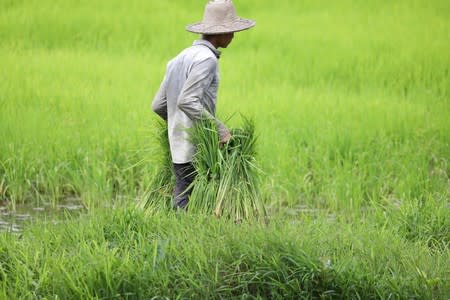 Farmers work on their land at the proposed New Yangon City project site in Yangon