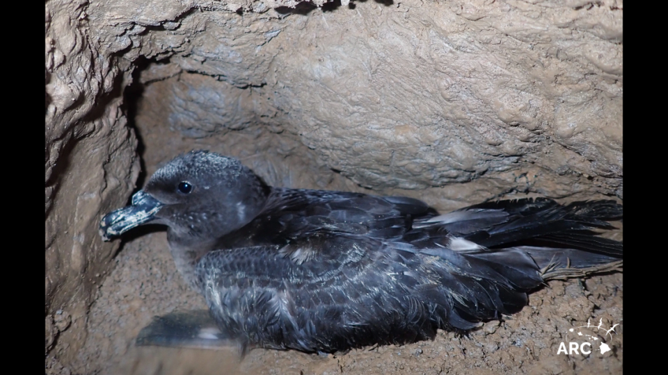 While researchers found chicks in two burrows, adult petrels (like the one above) were found in the other two.