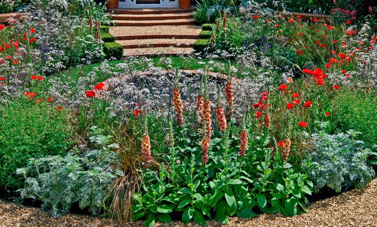 <span>Verbascum at the front of a border.</span><span>Photograph: Derek Harris/Alamy</span>