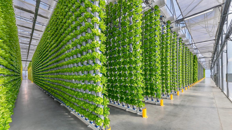 Eden Green Technology operates a vertical greenhouse farm in Cleburne Texas, supplying 2 million pounds of whole head lettuce per year to customers. (Photo: Eden Green Technology)