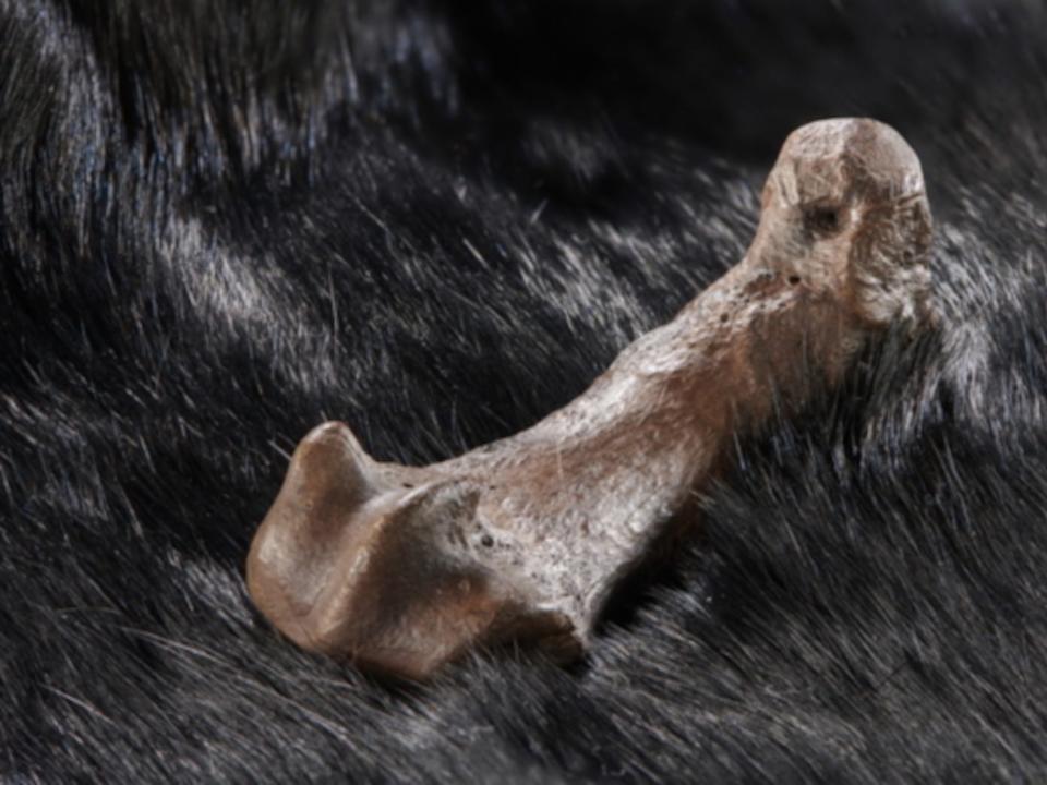 A picture shows the fossilized phalange of a bear resting on a dark pelt.