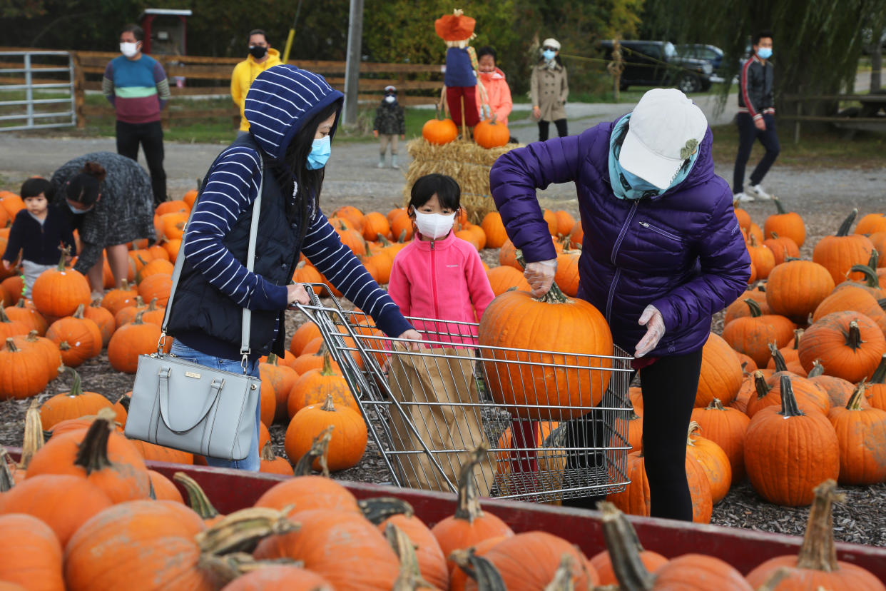 People wearing face masks to protect them from the novel coronavirus (COVID-19) while selecting pumpkins for Thanksgiving and Halloween at a farm in Markham, Ontario, Canada, on October 03, 2020. Cases of COVID-19 continue to rise, with record daily numbers across the Greater Toronto Area. Calls to place the city of Toronto back into lockdown to slow the spread of the virus are mounting from healthcare officials. (Photo by Creative Touch Imaging Ltd./NurPhoto via Getty Images)