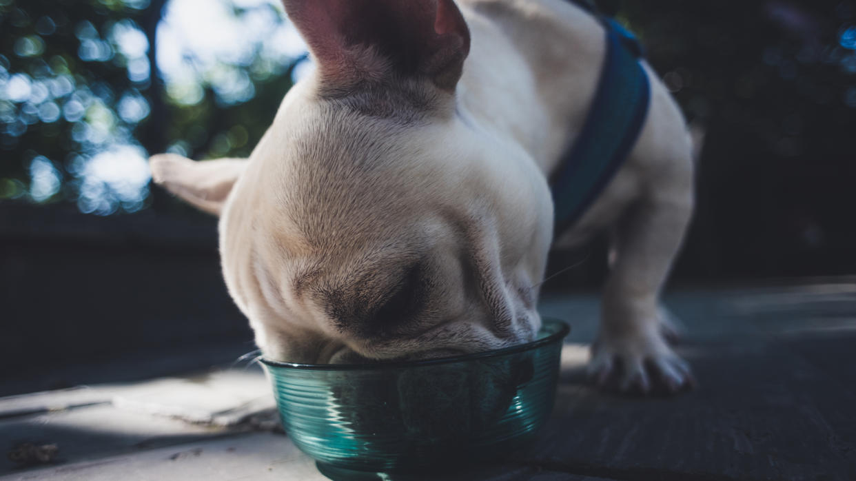  Dog eating from a food bowl 