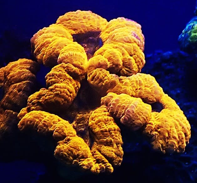 The orange-red fluorescence photoconvertible protein pigments of the reef coral <em>Lobophyllia hemprichii </em>(Courtesy of J. Wiedenmann)